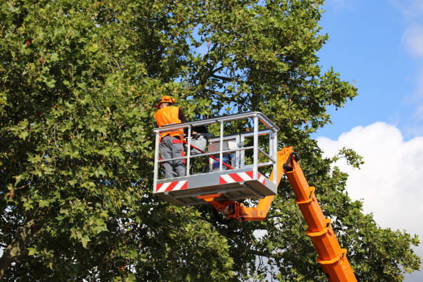Tree and Shrub Care in Fulton, NY