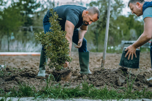 Best Tree Risk Assessment  in Fulton, NY