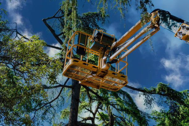 Best Utility Line Clearance  in Fulton, NY