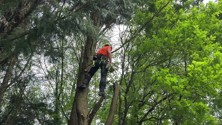 Best Tree Preservation Services  in Fulton, NY