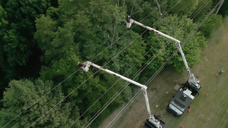 Best Palm Tree Trimming  in Fulton, NY