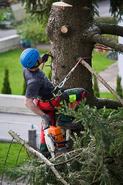 Best Commercial Tree Services  in Fulton, NY