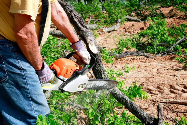 Best Root Management and Removal  in Fulton, NY